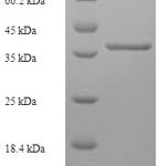 SDS-PAGE separation of QP8054 followed by commassie total protein stain results in a primary band consistent with reported data for MLX-interacting protein. These data demonstrate Greater than 90% as determined by SDS-PAGE.