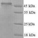 SDS-PAGE separation of QP8055 followed by commassie total protein stain results in a primary band consistent with reported data for Protein ERGIC-53-like. These data demonstrate Greater than 90% as determined by SDS-PAGE.