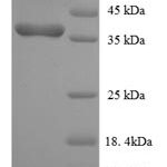 SDS-PAGE separation of QP8061 followed by commassie total protein stain results in a primary band consistent with reported data for Dual specificity protein phosphatase 26. These data demonstrate Greater than 90% as determined by SDS-PAGE.