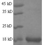 SDS-PAGE separation of QP8063 followed by commassie total protein stain results in a primary band consistent with reported data for Group XIIA secretory phospholipase A2. These data demonstrate Greater than 90% as determined by SDS-PAGE.