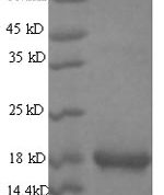 SDS-PAGE separation of QP8063 followed by commassie total protein stain results in a primary band consistent with reported data for Group XIIA secretory phospholipase A2. These data demonstrate Greater than 90% as determined by SDS-PAGE.