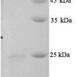 SDS-PAGE separation of QP8071 followed by commassie total protein stain results in a primary band consistent with reported data for BAG family molecular chaperone regulator 3. These data demonstrate Greater than 90% as determined by SDS-PAGE.