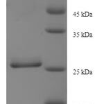 SDS-PAGE separation of QP8072 followed by commassie total protein stain results in a primary band consistent with reported data for Dynein light chain roadblock-type 1. These data demonstrate Greater than 90% as determined by SDS-PAGE.