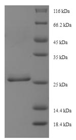 SDS-PAGE separation of QP8072 followed by commassie total protein stain results in a primary band consistent with reported data for Dynein light chain roadblock-type 1. These data demonstrate Greater than 90% as determined by SDS-PAGE.