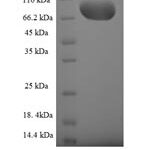 SDS-PAGE separation of QP8075 followed by commassie total protein stain results in a primary band consistent with reported data for GNL3L. These data demonstrate Greater than 90% as determined by SDS-PAGE.