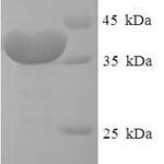 SDS-PAGE separation of QP8076 followed by commassie total protein stain results in a primary band consistent with reported data for FKBP14. These data demonstrate Greater than 90% as determined by SDS-PAGE.