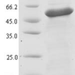 SDS-PAGE separation of QP8079 followed by commassie total protein stain results in a primary band consistent with reported data for Unsaturated glucuronyl hydrolase. These data demonstrate Greater than 90% as determined by SDS-PAGE.