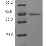 SDS-PAGE separation of QP8083 followed by commassie total protein stain results in a primary band consistent with reported data for Mitochondrial fission process protein 1. These data demonstrate Greater than 80% as determined by SDS-PAGE.