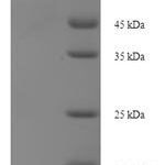 SDS-PAGE separation of QP8084 followed by commassie total protein stain results in a primary band consistent with reported data for PLCD4. These data demonstrate Greater than 90% as determined by SDS-PAGE.