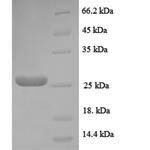 SDS-PAGE separation of QP8091 followed by commassie total protein stain results in a primary band consistent with reported data for NRN1 / Neuritin 1. These data demonstrate Greater than 90% as determined by SDS-PAGE.