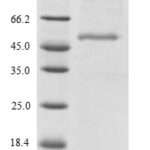 SDS-PAGE separation of QP8092 followed by commassie total protein stain results in a primary band consistent with reported data for Endophilin-B2. These data demonstrate Greater than 90% as determined by SDS-PAGE.