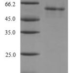 SDS-PAGE separation of QP8098 followed by commassie total protein stain results in a primary band consistent with reported data for PDP2. These data demonstrate Greater than 90% as determined by SDS-PAGE.