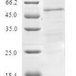 SDS-PAGE separation of QP8108 followed by commassie total protein stain results in a primary band consistent with reported data for TIMM21. These data demonstrate Greater than 80% as determined by SDS-PAGE.