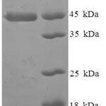 SDS-PAGE separation of QP8112 followed by commassie total protein stain results in a primary band consistent with reported data for MAF1. These data demonstrate Greater than 90% as determined by SDS-PAGE.