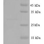 SDS-PAGE separation of QP8114 followed by commassie total protein stain results in a primary band consistent with reported data for E3 ubiquitin-protein ligase SMURF2. These data demonstrate Greater than 90% as determined by SDS-PAGE.