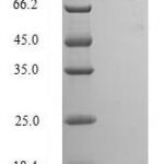 SDS-PAGE separation of QP8116 followed by commassie total protein stain results in a primary band consistent with reported data for Ribonucleoprotein PTB-binding 2. These data demonstrate Greater than 90% as determined by SDS-PAGE.