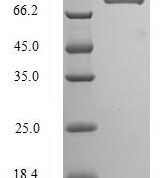 SDS-PAGE separation of QP8116 followed by commassie total protein stain results in a primary band consistent with reported data for Ribonucleoprotein PTB-binding 2. These data demonstrate Greater than 90% as determined by SDS-PAGE.