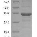 SDS-PAGE separation of QP8123 followed by commassie total protein stain results in a primary band consistent with reported data for Odorant-binding protein 2a. These data demonstrate Greater than 90% as determined by SDS-PAGE.