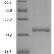 SDS-PAGE separation of QP8136 followed by commassie total protein stain results in a primary band consistent with reported data for CMPK1. These data demonstrate Greater than 90% as determined by SDS-PAGE.