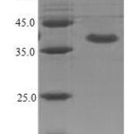 SDS-PAGE separation of QP8137 followed by commassie total protein stain results in a primary band consistent with reported data for IL1RL2 / IL-1Rrp2. These data demonstrate Greater than 90% as determined by SDS-PAGE.