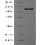 SDS-PAGE separation of QP8143 followed by commassie total protein stain results in a primary band consistent with reported data for Protein RMD5 homolog A. These data demonstrate Greater than 90% as determined by SDS-PAGE.