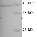 SDS-PAGE separation of QP8146 followed by commassie total protein stain results in a primary band consistent with reported data for Lysyl endopeptidase. These data demonstrate Greater than 80% as determined by SDS-PAGE.