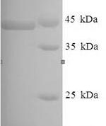 SDS-PAGE separation of QP8146 followed by commassie total protein stain results in a primary band consistent with reported data for Lysyl endopeptidase. These data demonstrate Greater than 80% as determined by SDS-PAGE.