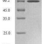 SDS-PAGE separation of QP8147 followed by commassie total protein stain results in a primary band consistent with reported data for Endophilin-B1. These data demonstrate Greater than 80% as determined by SDS-PAGE.