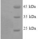 SDS-PAGE separation of QP8152 followed by commassie total protein stain results in a primary band consistent with reported data for Xaa-Pro aminopeptidase 1. These data demonstrate Greater than 90% as determined by SDS-PAGE.