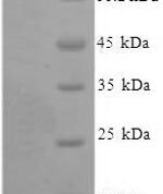 SDS-PAGE separation of QP8152 followed by commassie total protein stain results in a primary band consistent with reported data for Xaa-Pro aminopeptidase 1. These data demonstrate Greater than 90% as determined by SDS-PAGE.
