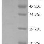 SDS-PAGE separation of QP8153 followed by commassie total protein stain results in a primary band consistent with reported data for Protein FAM114A2. These data demonstrate Greater than 90% as determined by SDS-PAGE.