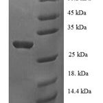 SDS-PAGE separation of QP8155 followed by commassie total protein stain results in a primary band consistent with reported data for PDRG1 / C20orf126. These data demonstrate Greater than 90% as determined by SDS-PAGE.