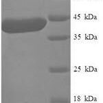 SDS-PAGE separation of QP8164 followed by commassie total protein stain results in a primary band consistent with reported data for METTL11A. These data demonstrate Greater than 90% as determined by SDS-PAGE.