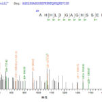 SEQUEST analysis of LC MS/MS spectra obtained from a run with QP8166 identified a match between this protein and the spectra of a peptide sequence that matches a region of IFIH1.