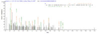 SEQUEST analysis of LC MS/MS spectra obtained from a run with QP8166 identified a match between this protein and the spectra of a peptide sequence that matches a region of IFIH1.