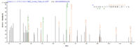 Additional SEQUEST analysis of the LC MS/MS spectra from QP8166 identified an additional between this protein and the spectra of another peptide sequence that matches a region of IFIH1 confirming successful recombinant synthesis.