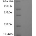 SDS-PAGE separation of QP8167 followed by commassie total protein stain results in a primary band consistent with reported data for E3 ubiquitin-protein ligase TRIM9. These data demonstrate Greater than 90% as determined by SDS-PAGE.