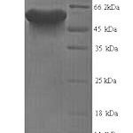 SDS-PAGE separation of QP8168 followed by commassie total protein stain results in a primary band consistent with reported data for Lingo1. These data demonstrate Greater than 80% as determined by SDS-PAGE.