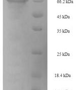 SDS-PAGE separation of QP8169 followed by commassie total protein stain results in a primary band consistent with reported data for Gp2. These data demonstrate Greater than 90% as determined by SDS-PAGE.