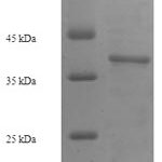 SDS-PAGE separation of QP8170 followed by commassie total protein stain results in a primary band consistent with reported data for ICAM4 / CD242. These data demonstrate Greater than 90% as determined by SDS-PAGE.