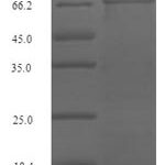 SDS-PAGE separation of QP8177 followed by commassie total protein stain results in a primary band consistent with reported data for Serum response factor. These data demonstrate Greater than 90% as determined by SDS-PAGE.