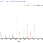 SEQUEST analysis of LC MS/MS spectra obtained from a run with QP8179 identified a match between this protein and the spectra of a peptide sequence that matches a region of Delta-like protein 3.