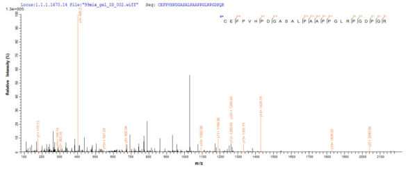 SEQUEST analysis of LC MS/MS spectra obtained from a run with QP8179 identified a match between this protein and the spectra of a peptide sequence that matches a region of Delta-like protein 3.