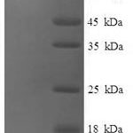 SDS-PAGE separation of QP8184 followed by commassie total protein stain results in a primary band consistent with reported data for ASH2L. These data demonstrate Greater than 90% as determined by SDS-PAGE.