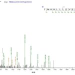 SEQUEST analysis of LC MS/MS spectra obtained from a run with QP8188 identified a match between this protein and the spectra of a peptide sequence that matches a region of TRMT112.