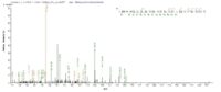 SEQUEST analysis of LC MS/MS spectra obtained from a run with QP8188 identified a match between this protein and the spectra of a peptide sequence that matches a region of TRMT112.