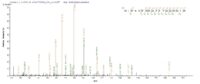 Additional SEQUEST analysis of the LC MS/MS spectra from QP8188 identified an additional between this protein and the spectra of another peptide sequence that matches a region of TRMT112 confirming successful recombinant synthesis.