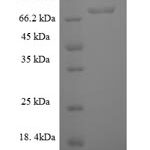 SDS-PAGE separation of QP8190 followed by commassie total protein stain results in a primary band consistent with reported data for Rab5 GDP / GTP exchange factor. These data demonstrate Greater than 90% as determined by SDS-PAGE.