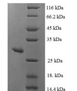 SDS-PAGE separation of QP8191 followed by commassie total protein stain results in a primary band consistent with reported data for MSRA. These data demonstrate Greater than 90% as determined by SDS-PAGE.
