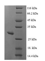 SDS-PAGE separation of QP8191 followed by commassie total protein stain results in a primary band consistent with reported data for MSRA. These data demonstrate Greater than 90% as determined by SDS-PAGE.